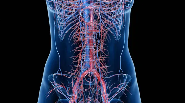 Кровеносная Система Человека Иллюстрация — стоковое фото
