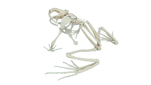 Frog Skeletal System Illustration — Stock Photo, Image