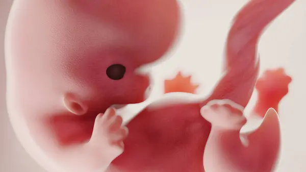第8周胎儿 — 图库照片