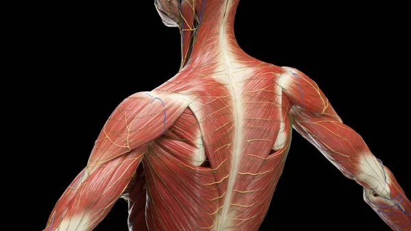 Músculos Parte Superior Espalda Ilustración — Foto de Stock