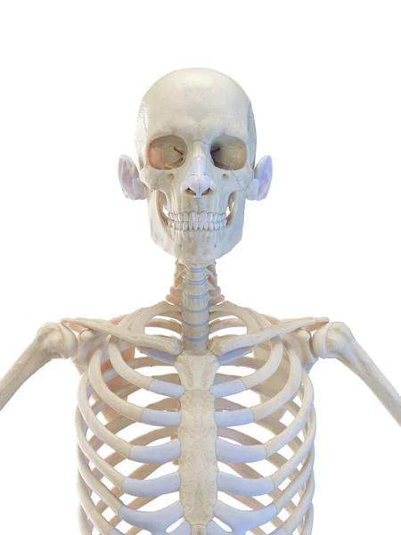 Σκελετός Του Κορμού Απεικόνιση — Φωτογραφία Αρχείου