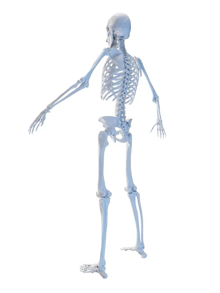 Układ Szkieletowy Mężczyzny Ilustracja — Zdjęcie stockowe