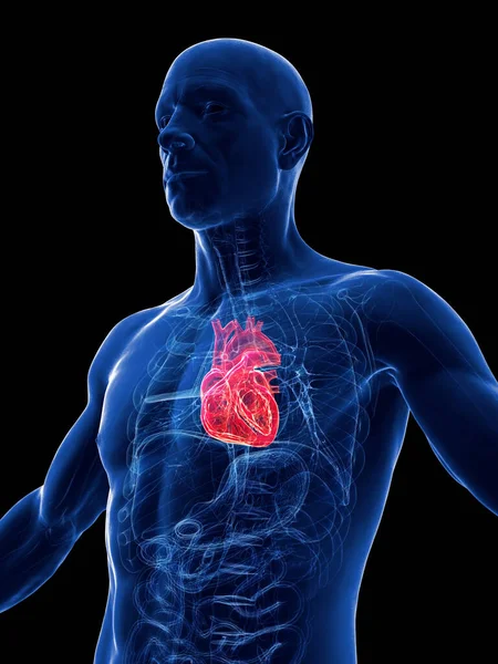 Ілюстрація Людського Серця — стокове фото