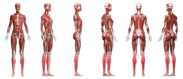 Músculos Perna Inferior Ilustração — Fotografia de Stock