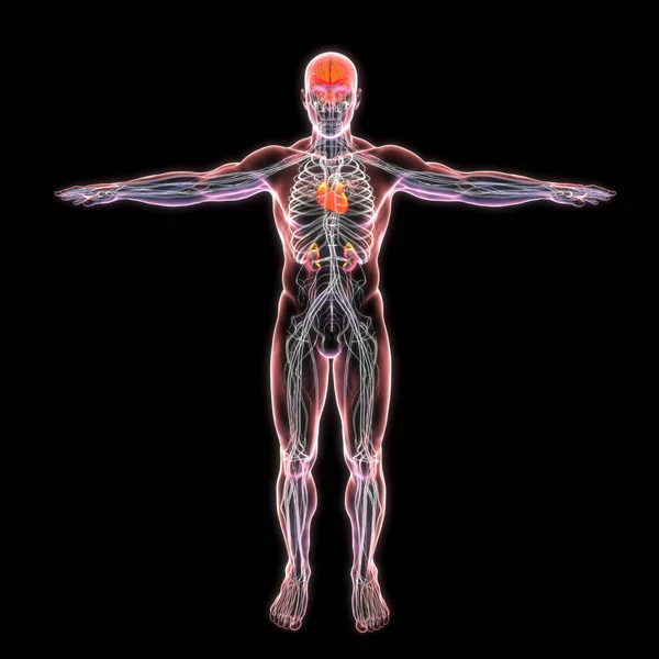 Illustration Transparent Male Body Showcasing Heart Kidneys Brain Nerves — Stock Photo, Image