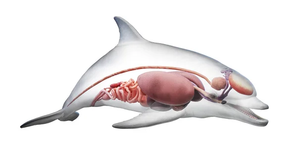 Inwendige Organen Van Dolfijnen Illustratie — Stockfoto
