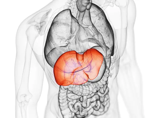 Ilustración Del Hígado Humano — Foto de Stock