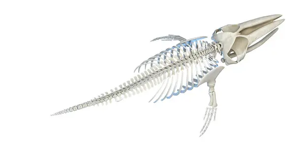 Ilustracja Anatomii Wieloryba — Zdjęcie stockowe