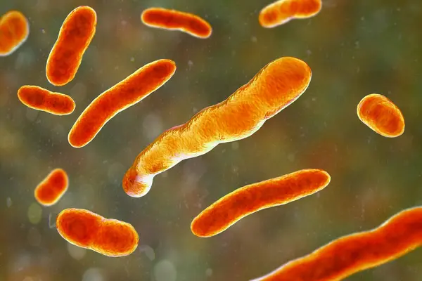 エリザベスキーニア髄膜細菌 コンピュータイラスト 以前はフラボバクテリウム髄膜炎として知られていたこの細菌は 未熟児および免疫不全の成人の髄膜炎を引き起こす可能性があります — ストック写真