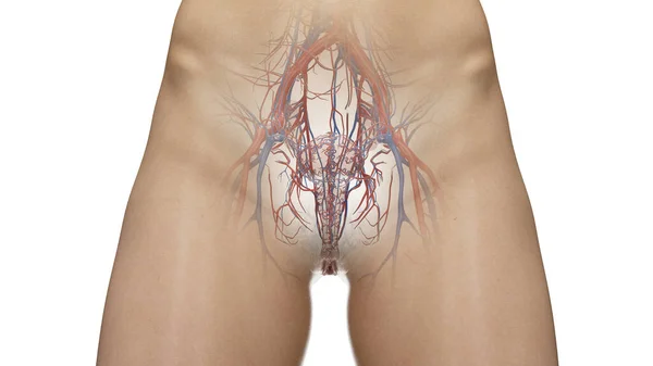 Sistema Circulatório Abdômen Pelve Ilustração — Fotografia de Stock