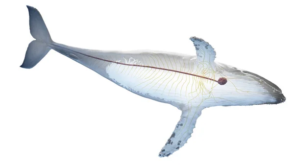 Anatomia Wieloryba Ilustracja Tle — Zdjęcie stockowe