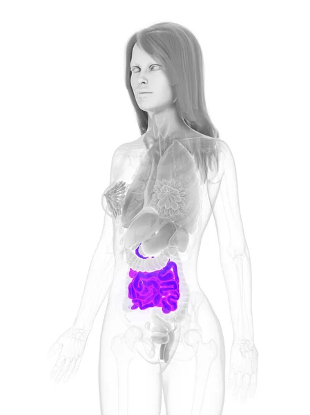 Vrouwelijke Dunne Darm Illustratie — Stockfoto