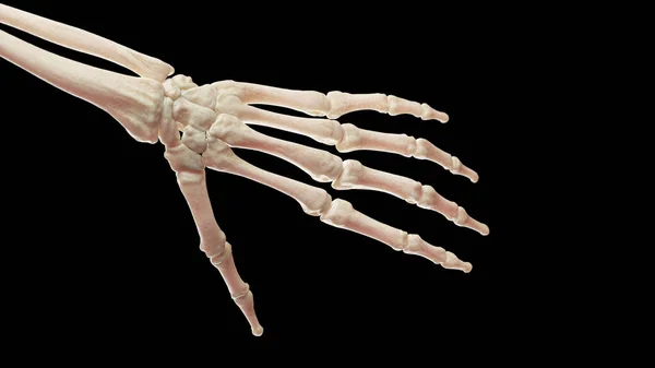Knochen Der Linken Hand Illustration — Stockfoto