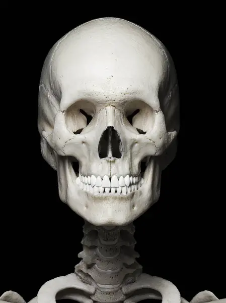 Nsan Kafatası Arkaplanda Resimleme — Stok fotoğraf