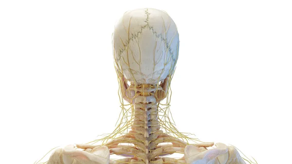 Crânio Humano Nervos Ilustração — Fotografia de Stock