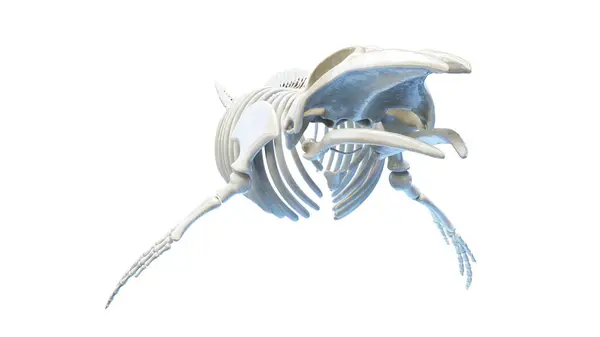 Ilustrasi Anatomi Ikan Paus — Stok Foto