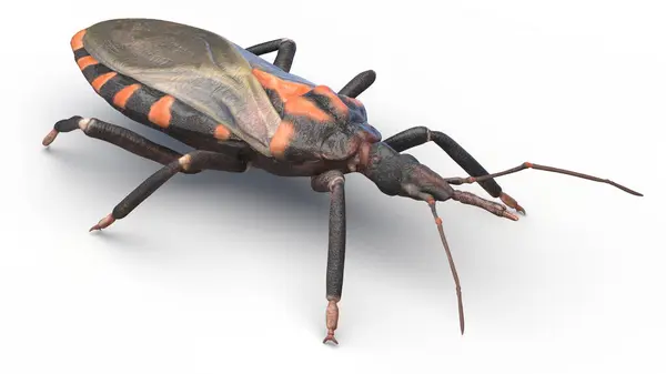 Öpüşme Böceği Alt Familya Triatominae Illüstrasyon — Stok fotoğraf
