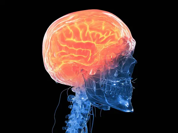 Cerebro Humano Ilustración Sobre Fondo — Foto de Stock