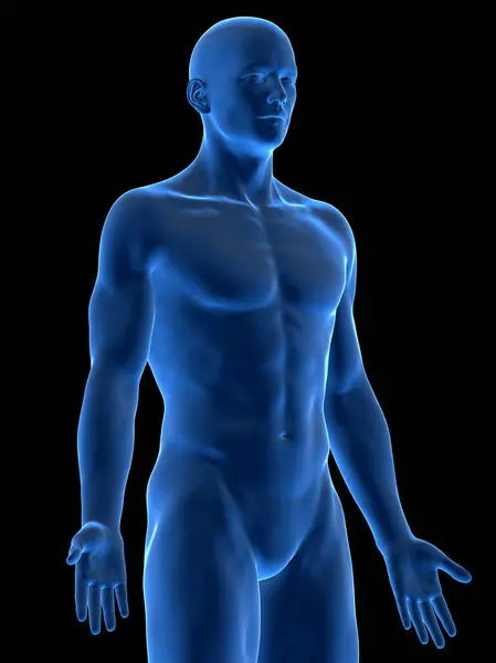 Illustration Male Body — Stock Photo, Image