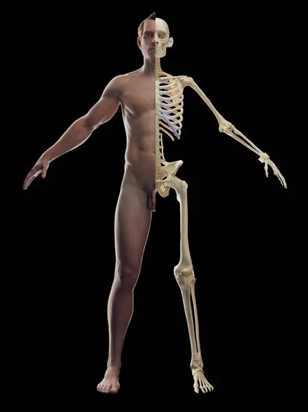 Układ Szkieletowy Mężczyzny Ilustracja — Zdjęcie stockowe