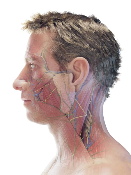 Músculos Faciales Masculinos Ilustración — Foto de Stock