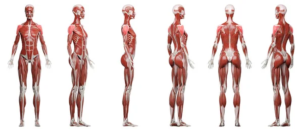 デルトイドの筋肉 背景のイラスト — ストック写真
