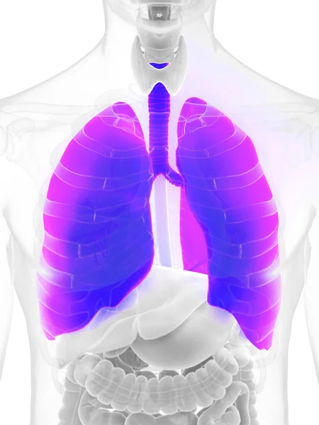 Illustration Der Männlichen Lunge — Stockfoto