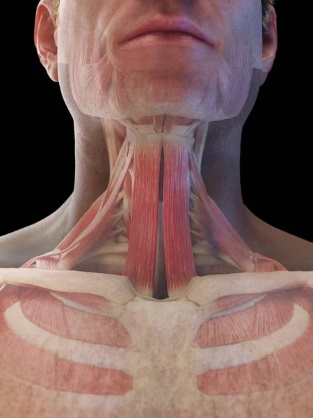 男性颈部肌肉 — 图库照片