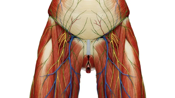 Músculos Del Abdomen Pelvis Ilustración —  Fotos de Stock