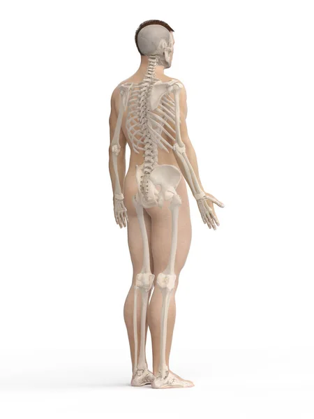 Ilustración Del Esqueleto Humano —  Fotos de Stock