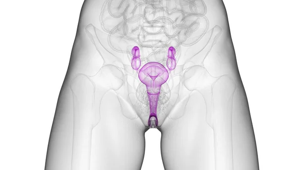 Репродуктивная Система Иллюстрация Заднем Плане — стоковое фото