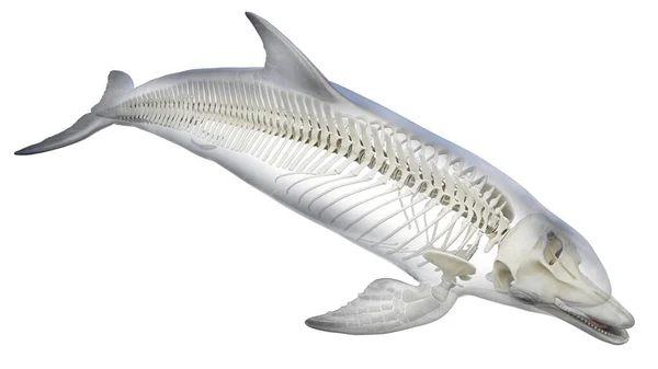 Dolfijn Skelet Systeem Illustratie — Stockfoto