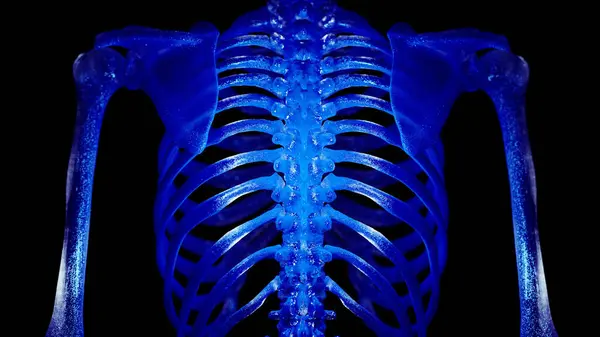 Abbildung Des Menschlichen Skeletts Zurück — Stockfoto