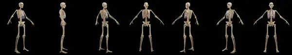 Mannelijk Skelet Systeem Illustratie — Stockfoto