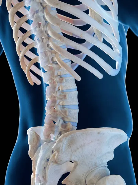 Αρσενικό Σκελετικό Σύστημα Απεικόνιση — Φωτογραφία Αρχείου