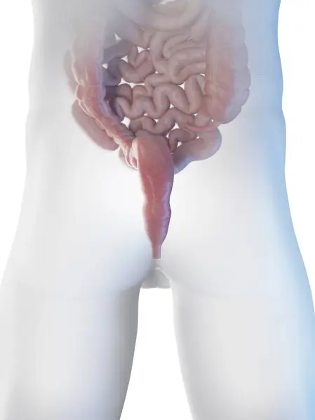 Male Intestines Anus Illustration — стоковое фото