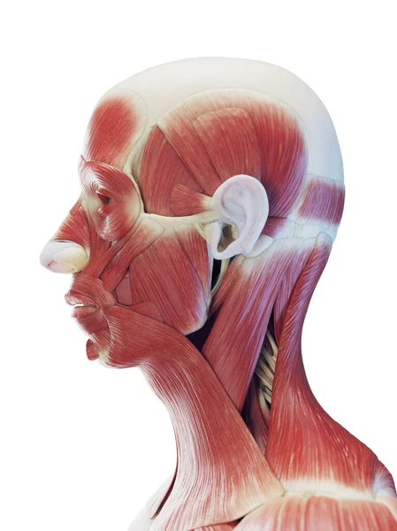 Male Head Neck Muscles Illustration — Stock Photo, Image