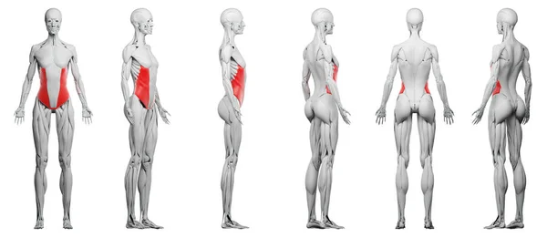 Músculos Oblicuos Externos Ilustración —  Fotos de Stock