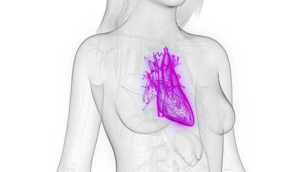 Illustration Female Heart — Stock Photo, Image