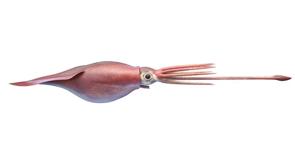 Illustration Colossal Squid — Stock Photo, Image