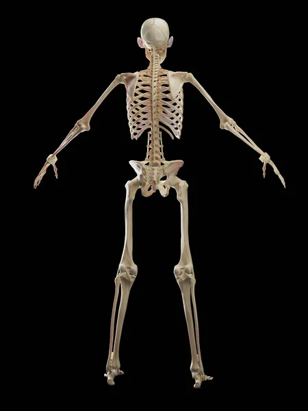 Manligt Skelett Illustration — Stockfoto