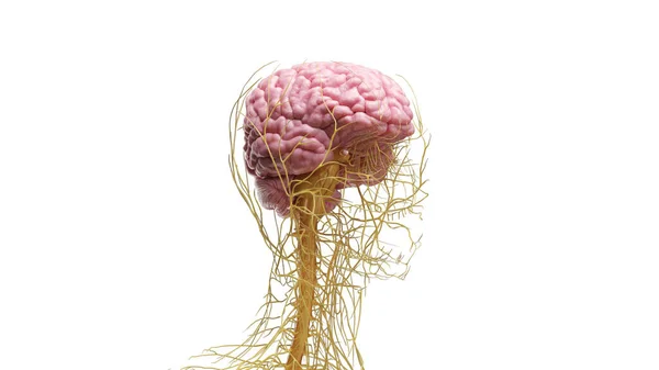 神経系 背景のイラスト — ストック写真