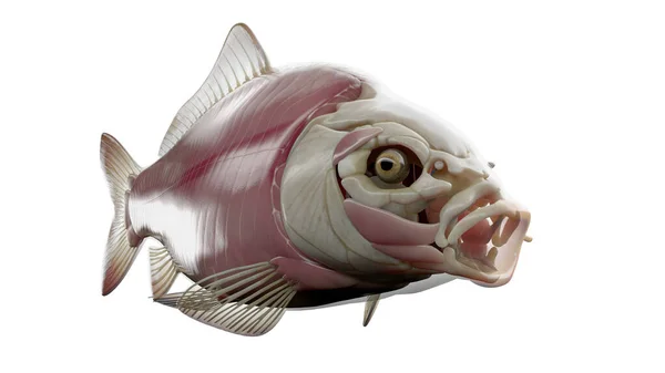魚の解剖学のイラスト — ストック写真