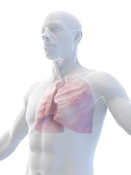 Ilustracja Męskich Płuc — Zdjęcie stockowe