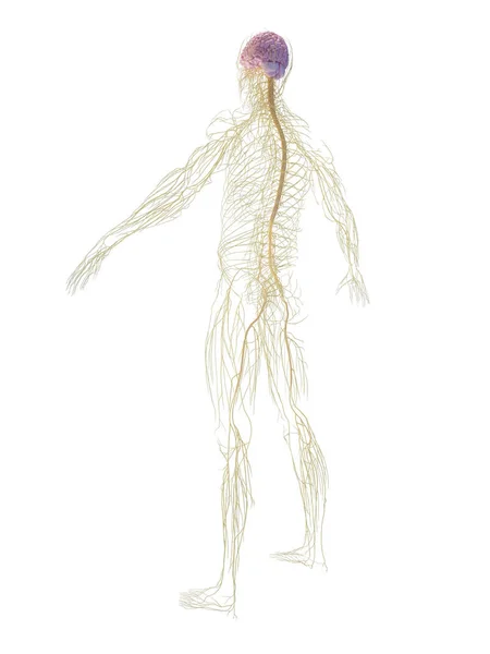 Male Nervous System Illustration — Stock Photo, Image