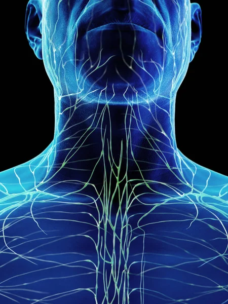 Male Lymphatic System Illustration — Stock Photo, Image