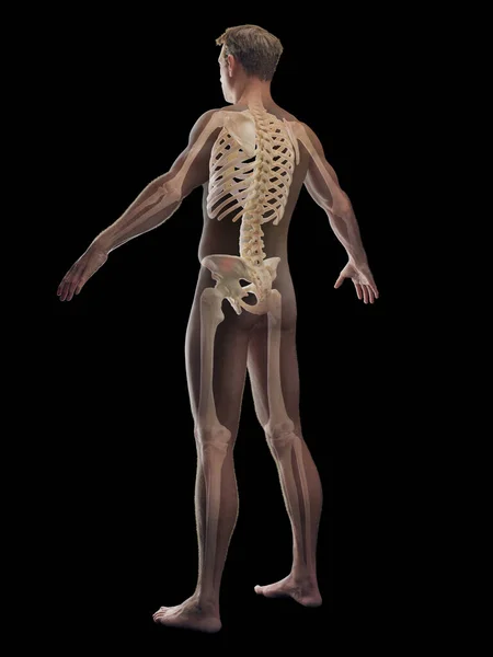 Erkek Iskelet Sistemi Resimleme — Stok fotoğraf