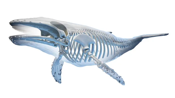 Anatomia Baleia Ilustração Sobre Fundo — Fotografia de Stock