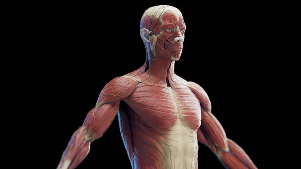 男性のトルソの筋肉 イラスト — ストック写真