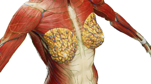 胸部肌肉 — 图库照片